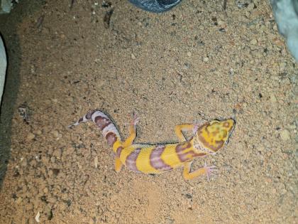Leopardgecko NZ 2021