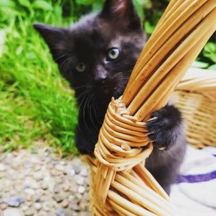 Siam-BKH Mix Kitten