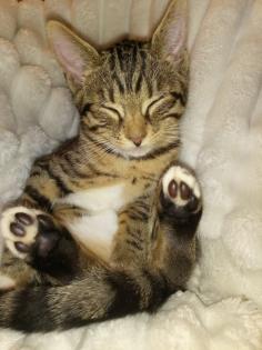 3 Süße Bengalbabys 12 Wochen alt