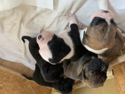 Boxer Bulldog Welpen