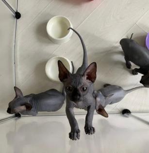 Kanadische Sphynx 1 Mädchden 3 Jungs