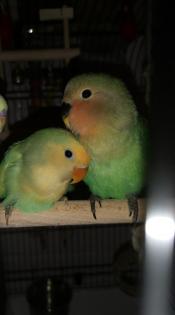 2 junge Agarponiden Geschwister.