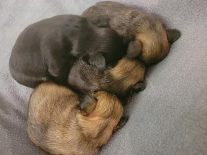 Langhaar Chihuahua