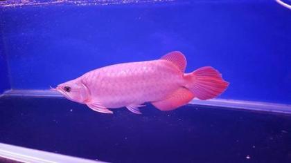 Arowana Rot ca. 10-30 cm groß