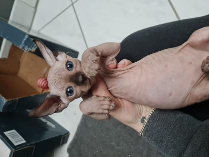 Sphynx Kitten 3 Jungs und 1 Mädchen
