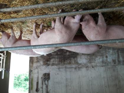 Schlachtschweine