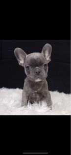 Bulldogge Blue Französisch Bulldogge