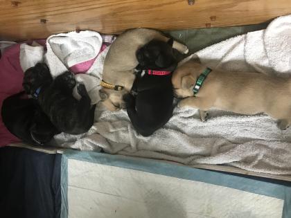 Französische Bulldoggen Mixe Welpen