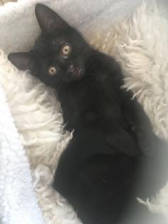 Schwarze kitten - Lackschwarze Schönheiten