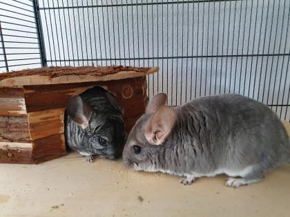 Zwei weibliche Chinchillas abzugeben
