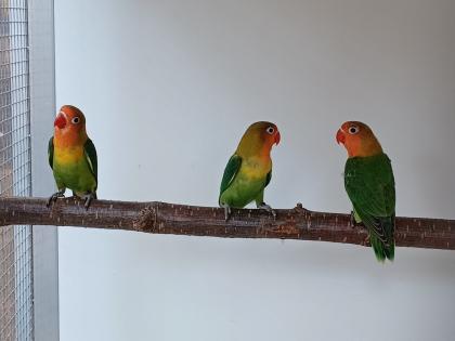 Pfirsichköpchen zur Abgabe