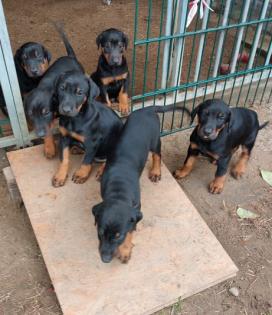 Dobermannwelpen