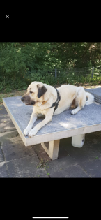 Kangal analotischer hirtenhund