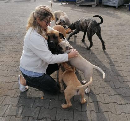 Dogo canario