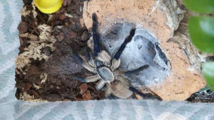 Biete je 1x 0. 1 P. murinus, M. balfouri, P. sazimai