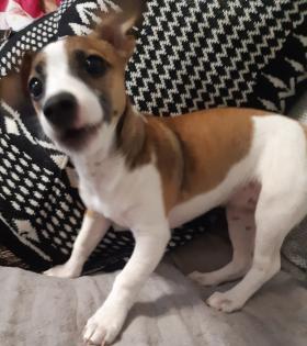Zuverkaufen ist eine Süße Jackrussel