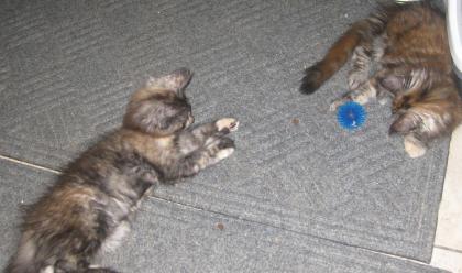 2 hübsche maine coon kitten