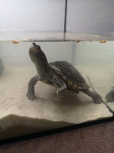 2 Wasserschildkröten