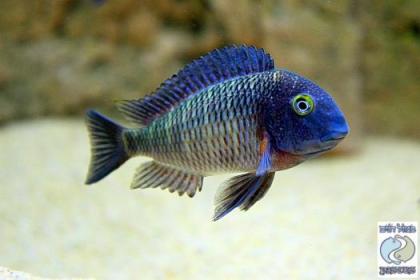 Suche diesen Tropheus