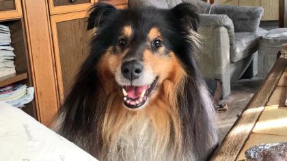 Reinrassiger Collie-Rüde mit Ahnentafel sucht Collie-Hündin