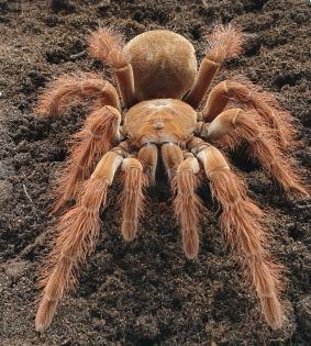 Theraphosa blondi Echte