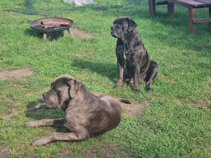 Cane Corso Welpen