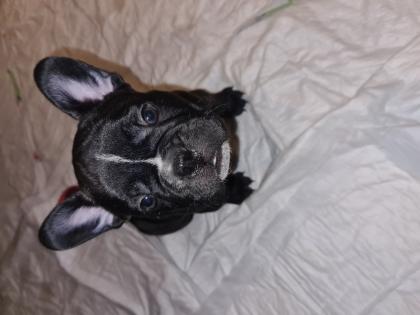 Reinrassige französische bulldoggen