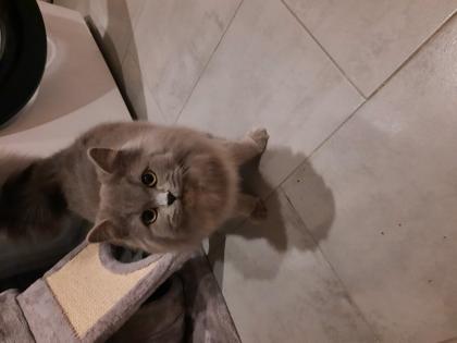 Verkauf von 1 BKH Katze 1 BLH Katze