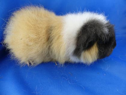 CH-Teddy Meerschweinchen abzugeben