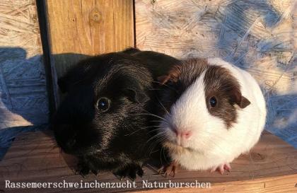 Meerschweinchenpaar Mädchen und Kastrat