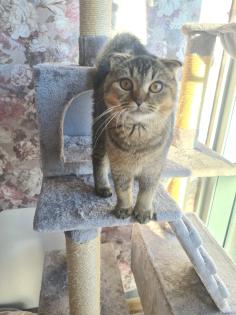 Schweren Herzens muss ich mich aus privaten Gründen von meiner 2 Katze trennen.