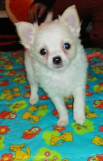 Chihuahua Welpe Langhaar Rüde