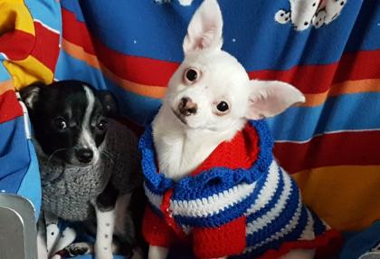 2 Chihuahua Buben