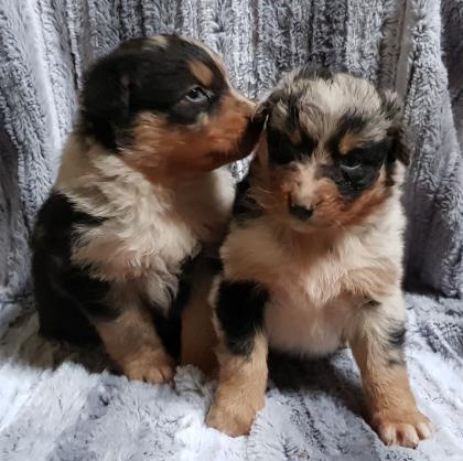 Australian Shepherd Welpen