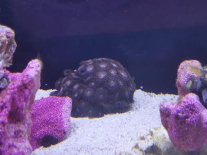 Krustenanemone Koralle Meerwasser Zoanthus / Palythoa