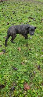 Cane Corso Welpen