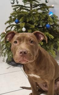 Red Nose pitbull welpe