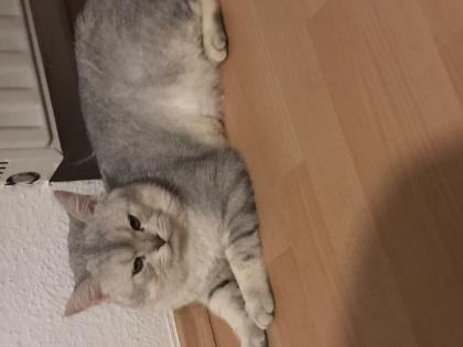 Bkh Deckkater