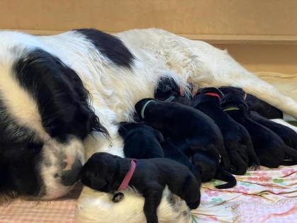 Neufundländer / Landseer Welpen von privaten Züchter