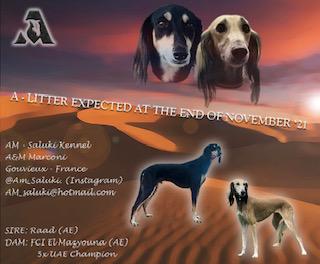 Saluki Welpen