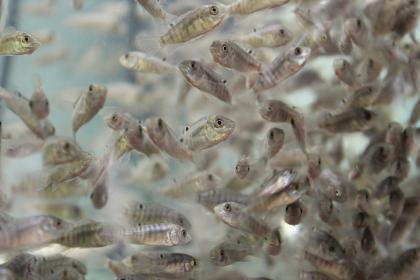 Tilapien zwischen 1cm-3cm für nur 0, 65 Euro das Stk.