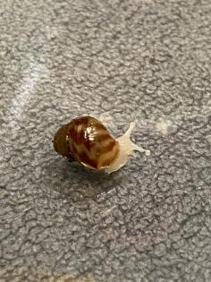 Lissachatina fulica / Lissachatina reticulata, White Jade,