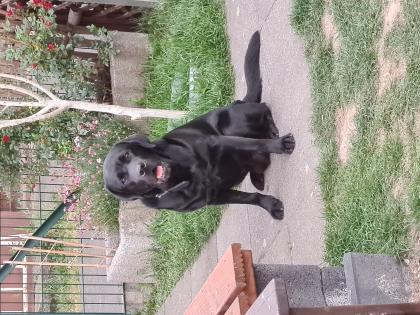 Wunderschöner schwarzer Labrador Deckrüde