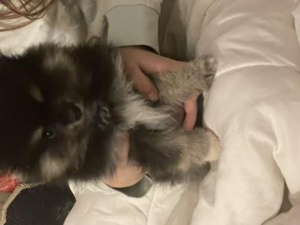 Wunderschöne Pomeranian zwergspitz Welpen reinrassig