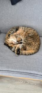2 süsse Kater suchen liebevolle Familie