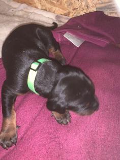 Dobermann Welpen-Mädchen