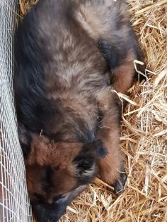 Groenendael Tervueren Deutscher Schäferhund Mix Welpen