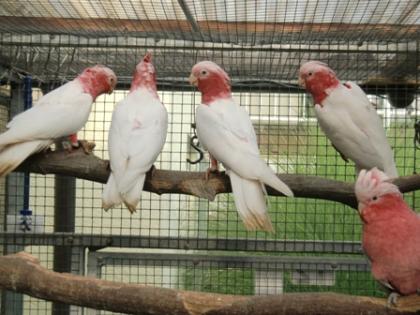 Suche rosakakadu lutino zum hand aufzucht