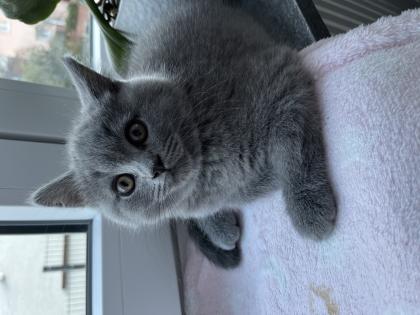 Kater BKH 13 Wochen alt