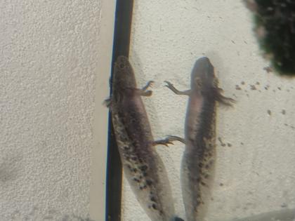 Axolotl abzugeben